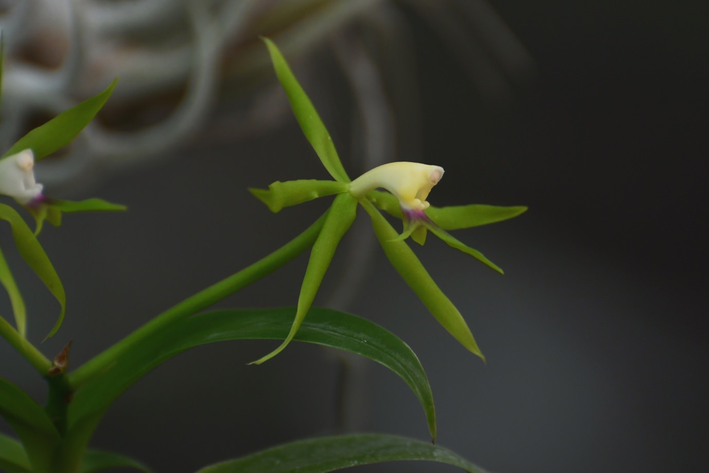 Epidendrum lacertinianum